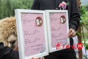 В китайском зоопарке поженили двух альпак (Видео) 1