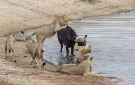 Львиный прайд пообедал буйволом на глазах шокированного фотографа. (Видео) 3