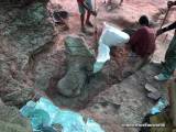 В Тайланде обнаружили кости динозавра, возрастом более 100 млн. лет. (Видео) 1