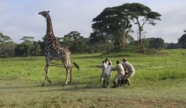 Жирафа с проволокой на шее, «насильно» спасли в заповеднике Конго. (Видео)
