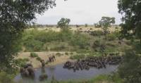 Обитатели африканского заповедника совершили массовое паломничество на водопой (Видео) 3