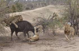 Львиный прайд пообедал буйволом на глазах шокированного фотографа. (Видео) 2