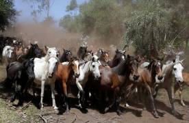 Тысячи испанцев приняли участие в массовой «объездке» диких лошадей в Галисии. (Видео) 23