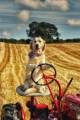 Пёс - тракторист помогает своему хозяину на поле в Ирландии. (Видео) 0