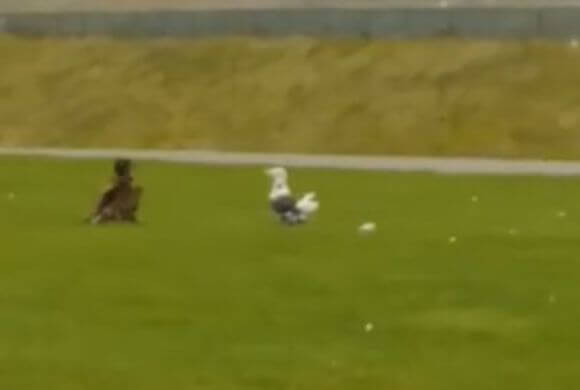 Битва орла и чайки попала на видеокамеру в Канаде (Видео)