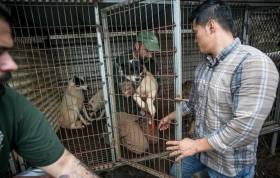 149 собак, приготовленных к забою были освобождены на корейской ферме. (Видео) 3