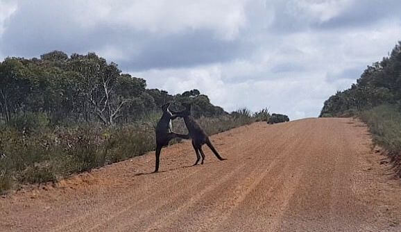 Два кенгуру устроили драку посередине дороги в Австралии. (Видео)