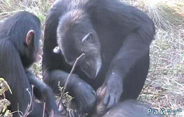 Траурный ритуал у животных... Шимпанзе почистила зубы своему умершему сыну (Видео)