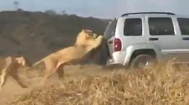 Лев «прокатился» на внедорожнике в южноафриканском заповеднике. (Видео)