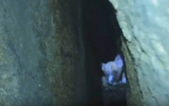 Щенок, провалившийся между скал, спустя 40 часов был спасён в Индии. (Видео)