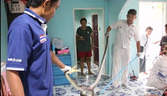 Операцию по поимке очень агрессивного питона, забравшегося через окно в частный дом, сняли на видео камеру в Тайланде