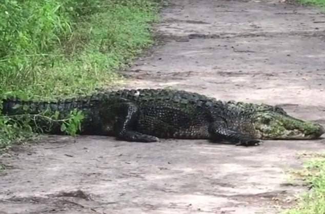 Огромный аллигатор, неожиданно вышедший из водоёма, перекрыл дорогу американскому семейству. (Видео)