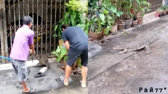 В Тайланде спасли застрявшего в металлической ограде варана (Видео)