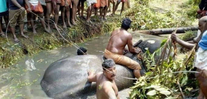 17-ти часовая операция по спасению застрявшего в болоте сбежавшего слона, была проведена в Индии. (Видео)