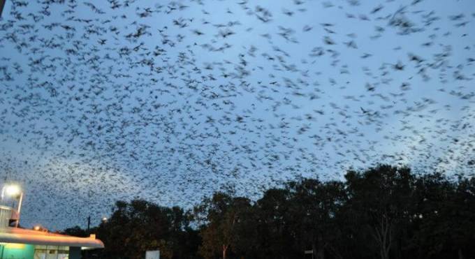 150-тысячная армия летучих лисиц оккупировала небольшой город в Австралии. (Видео)