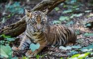 Брошенный тигрёнок нашёл друга в зоопарке Сан - Диего. (Видео) 8