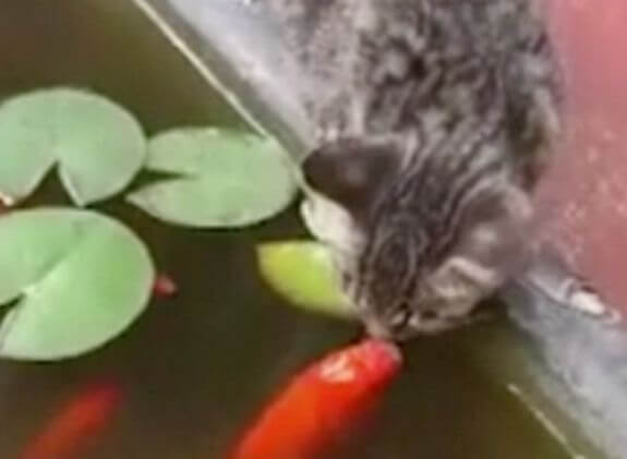 Кошка была атакована «любвеобильными» карпами кои в Японии (Видео)