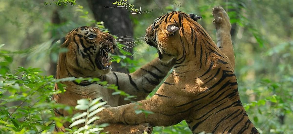 Тигры не поделили самку на глазах у туристов в индийском лесу