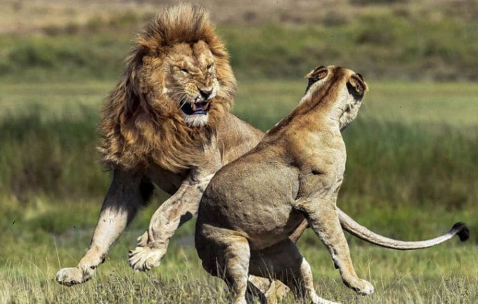 Итальянский фотограф стал свидетелем разборки в львином семействе в парке Танзании
