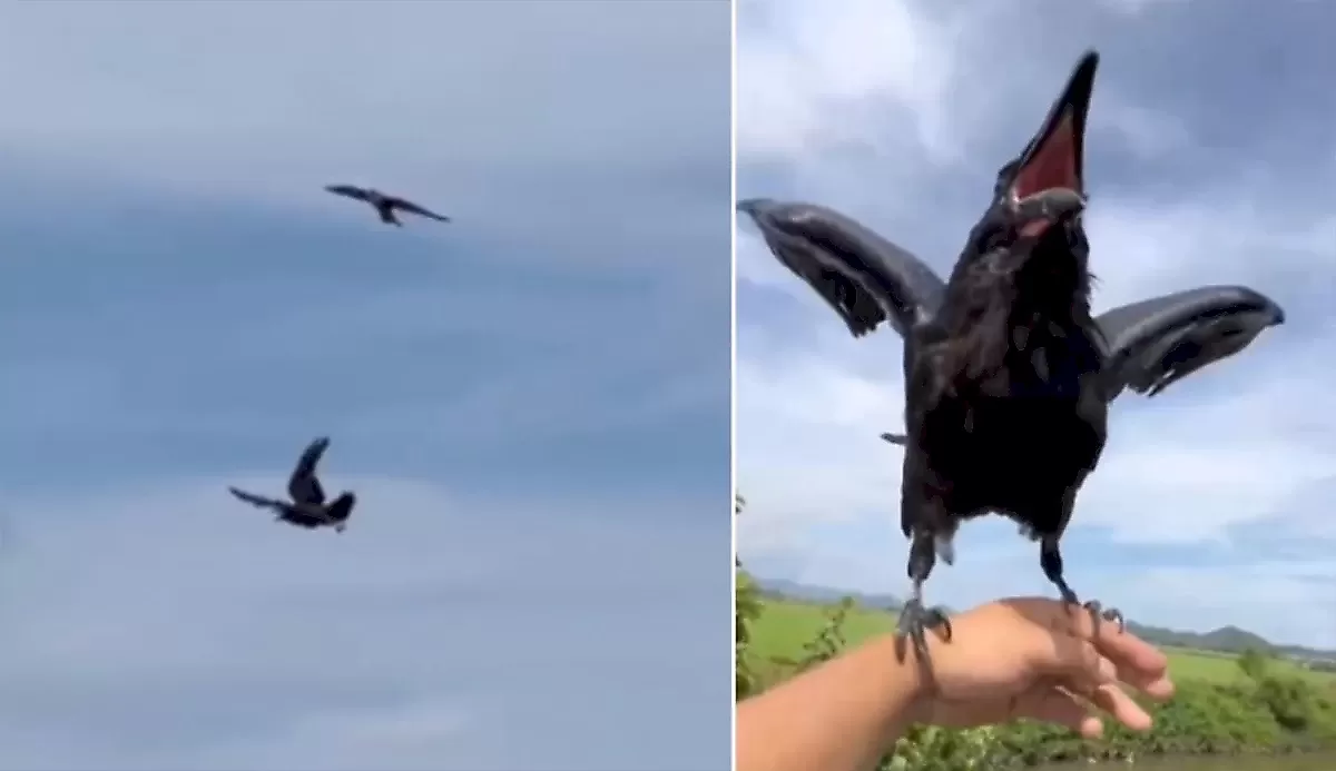 Потрясающий воздушный танец ворона с орлом запечатлел китайский орнитолог