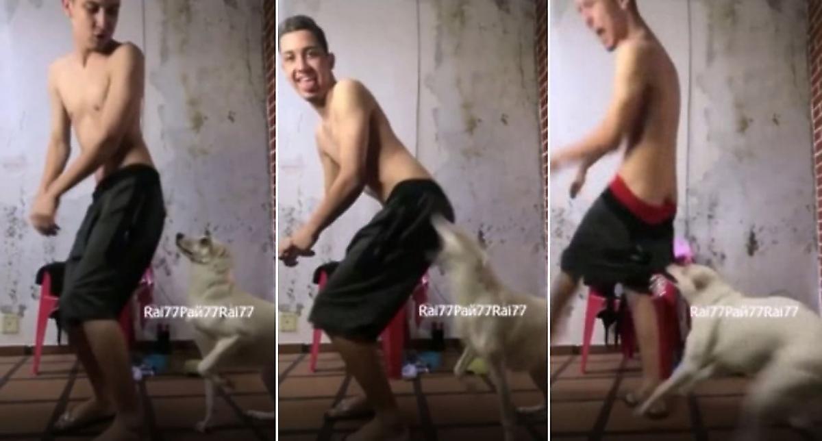 Парень, исполнив «тверк» перед носом собаки, был наказан питомцем - видео