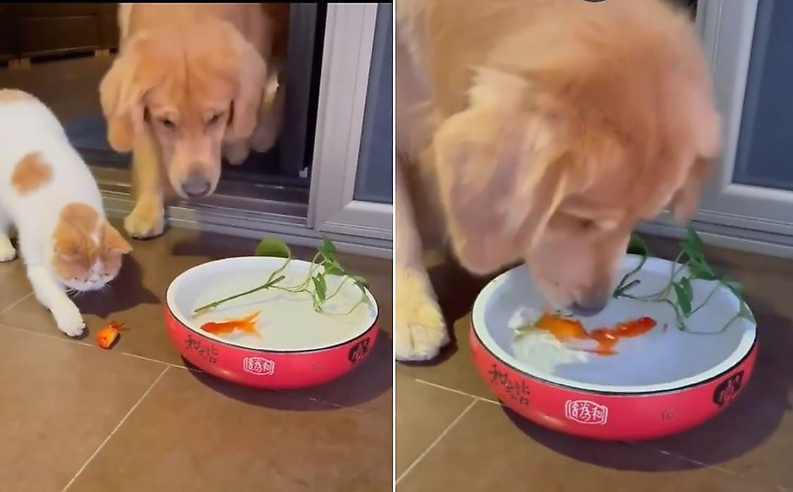 Добрый пёс отбил у кота рыбу, вернул её в миску с водой и попал на видео в Китае