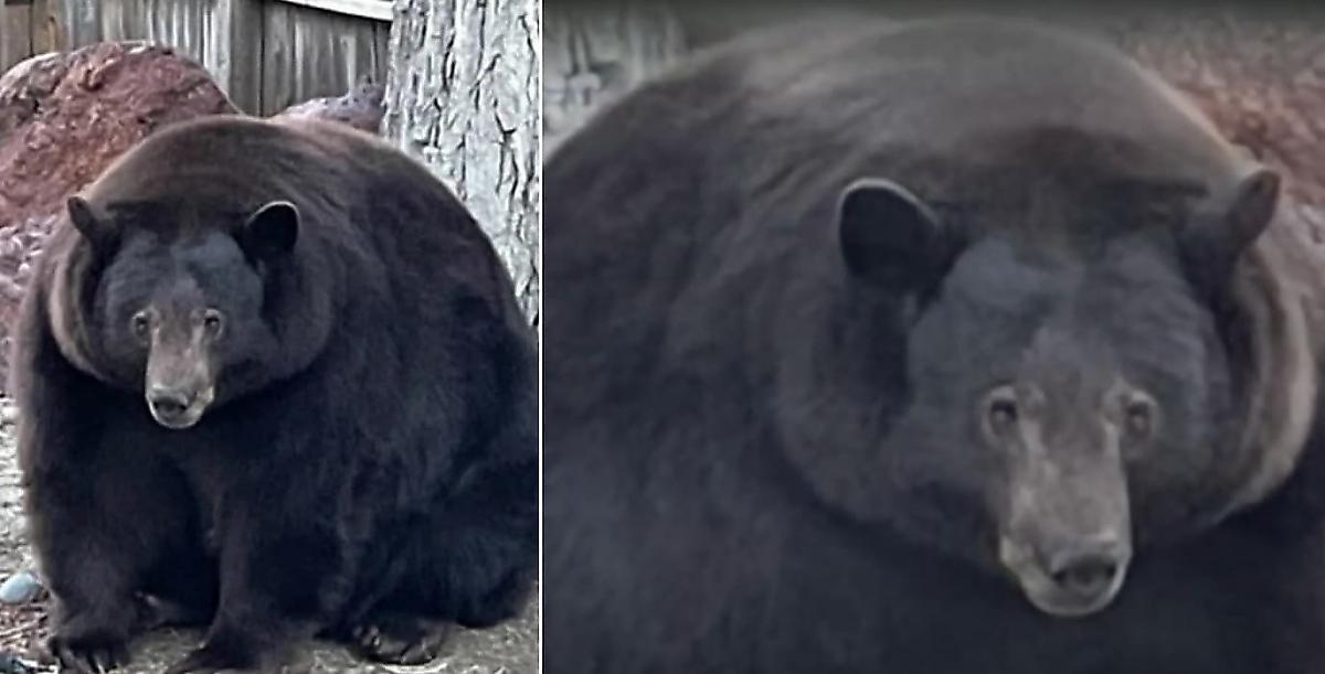 Разжиревшего медведя, грабившего людей, объявили в розыск в США