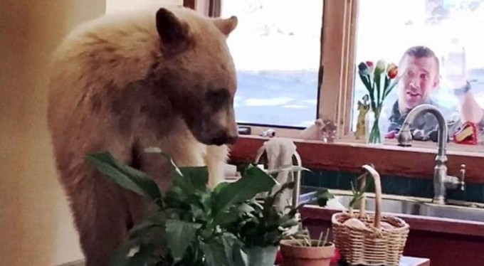 Голодный медведь, выйдя из спячки, устроил пир в частном доме в Калифорнии (Видео)