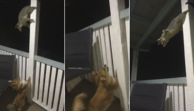 Собака не испугалась воинственного опоссума в Австралии (Видео)