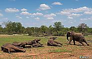 Крупномасштабную операцию по перевозке слонов с использованием подъёмного крана, провели в Южной Африке 13