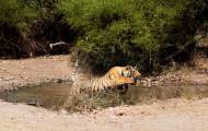 Неудачная охота: тигр устроил засаду на оленей в индийском заповеднике (Видео) 6