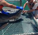 Акула утащила соплеменницу, пойманную американскими исследователями 2