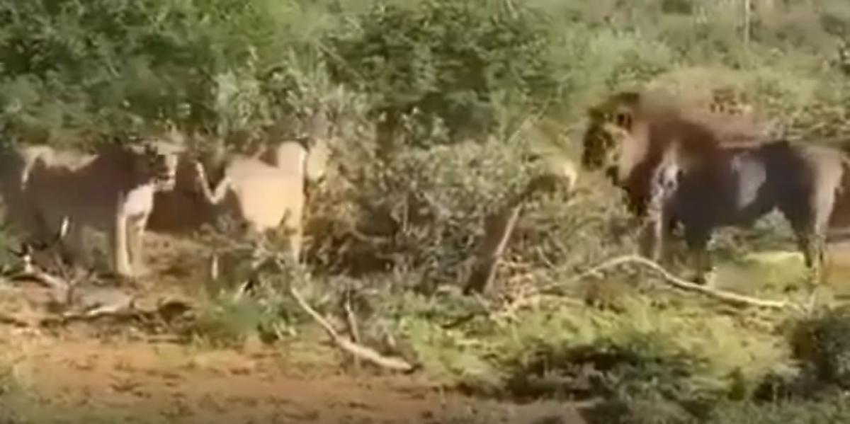 Грозный лев проучил молодых сородичей, попытавшихся завести знакомство с львицами