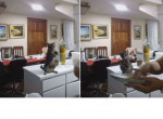 Смышлёная кошка показала хозяйке, как мыть посуду ▶