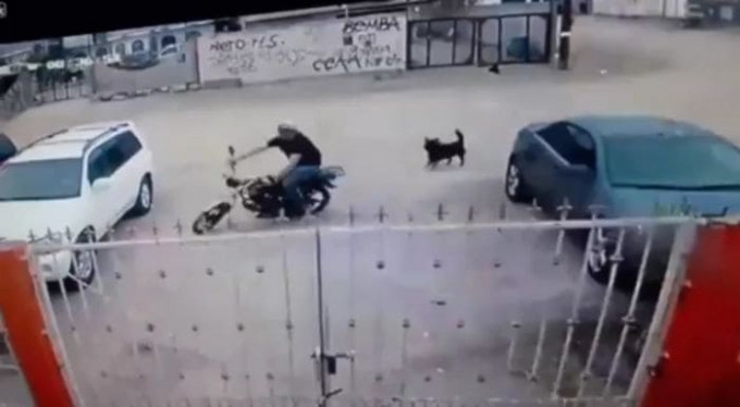 Собака, облаяв мотоциклиста, стала виновницей ДТП (Видео)