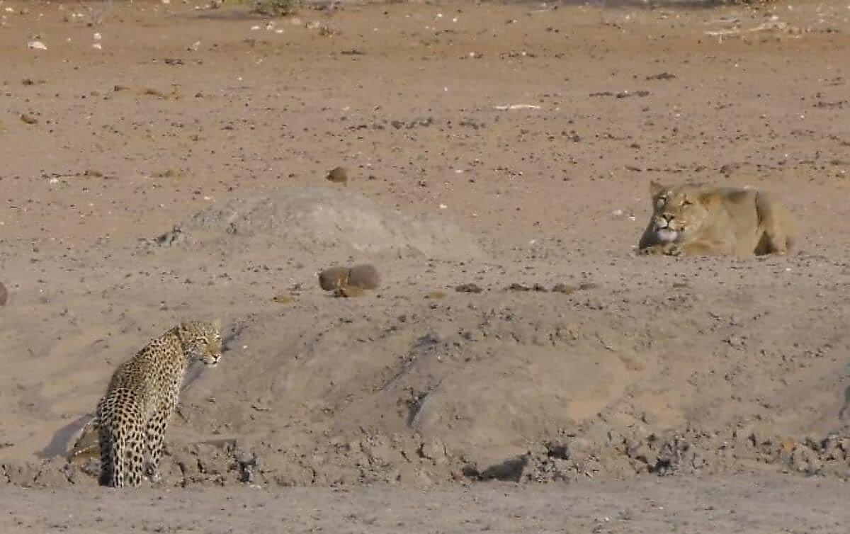 Львица, подкарауливая самку леопарда, не смогла разнообразить свой рацион питания