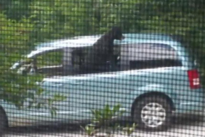 Медведь лишил обеда американку, которая оставила свою машину открытой (Видео)