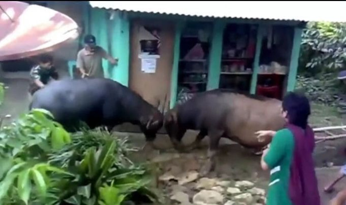 Жители индонезийской деревни на протяжении часа разнимали двух подравшихся буйволов (Видео)