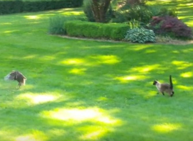 Сбежавший от кошки кролик, был пойман хитрой совой (Видео)