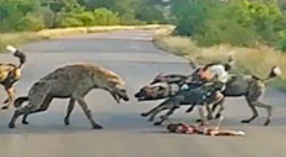 Турист оказался в самом центре разборки за добычу между дикими собаками и гиенами в Кении (Видео)