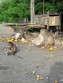 В Таиланде посадили на диету разжиревшую длиннохвостую макаку 6