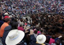 Тысячи испанцев приняли участие в массовой «объездке» диких лошадей в Галисии. (Видео) 11