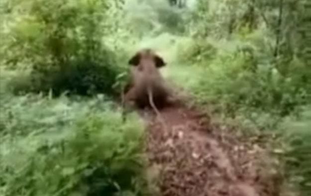 Слонёнок устроил аттракцион, скатываясь с холма в джунглях Китая (Видео)