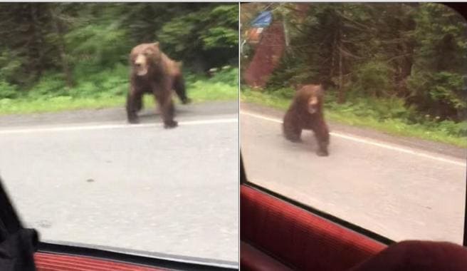 Медведь напал на автомобиль туристов в США (Видео)