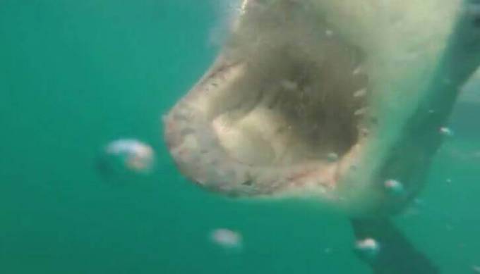 Большая белая акула показала пасть дайверу в Южной Африке. (Видео)