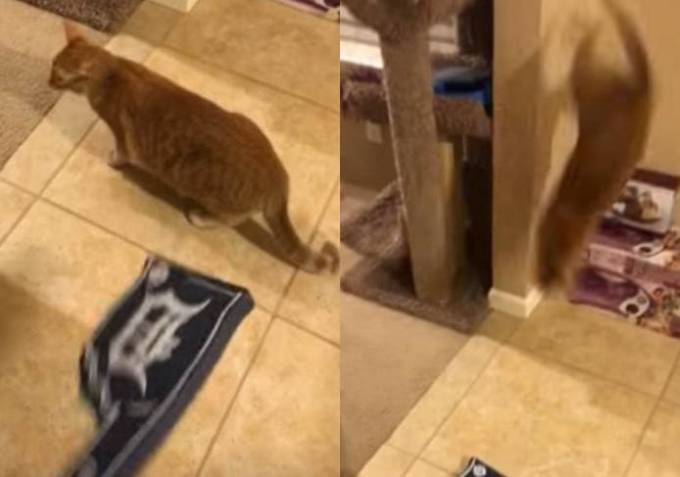 Испуганная кошка от неожиданности совершила немыслимый переворот (Видео)