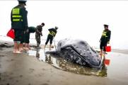 Китайские пограничники спасли севшего на мель кита. (Видео) 5