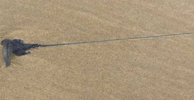 Медуза с очень длинной щупальцей была обнаружена на австралийском пляже (Видео)