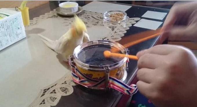 Попугай - барабанщик прославил своего хозяина в интернете. (Видео)