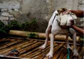 Смертельные побоища между собаками и кабанами были организованы в Индонезии. (Видео) 3
